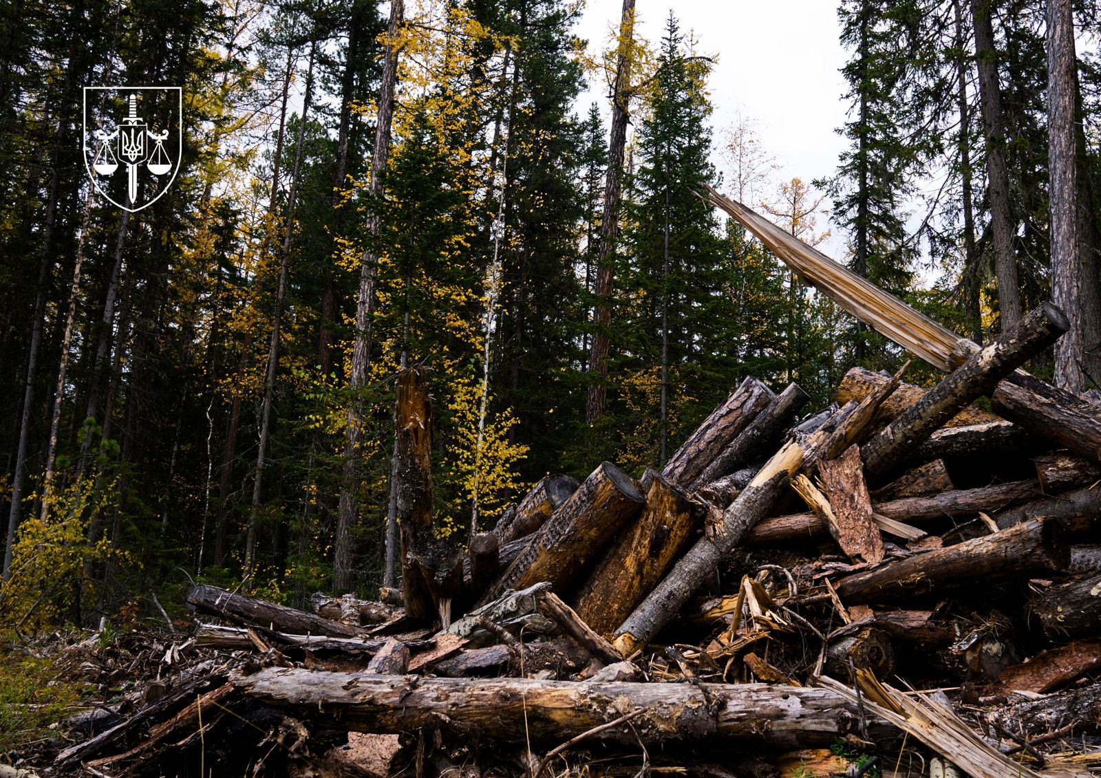 The case against the former director of the forest farm for organizing illegal logging worth millions of hryvnias was referred to the court