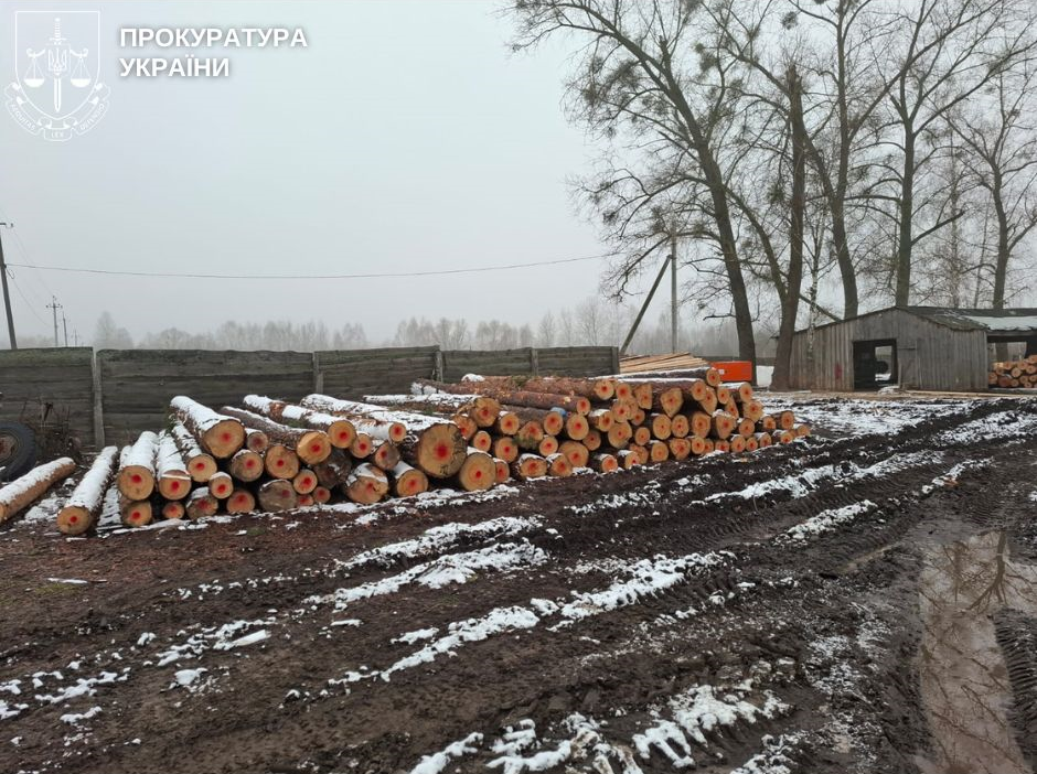 Exports of Ukrainian pine by UAH 2.8 million: three smugglers will be tried in Chernihiv region