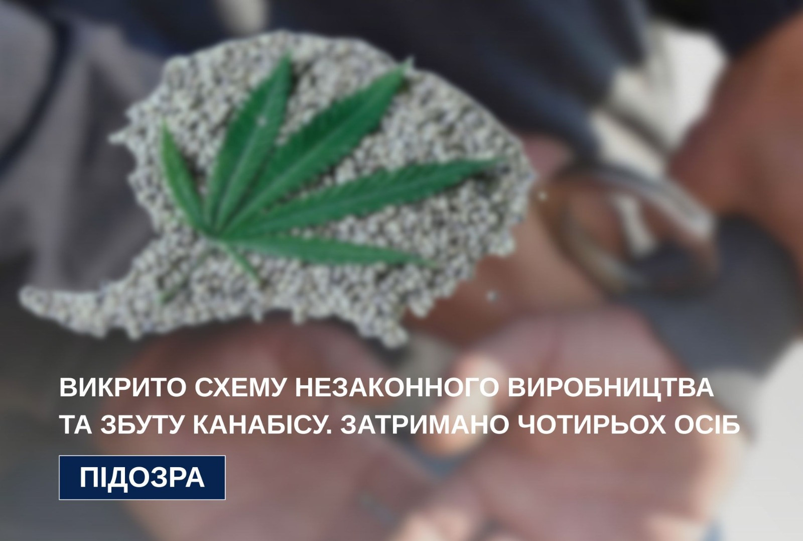 Викрито схему незаконного виробництва та збуту канабісу. Затримано чотирьох осіб