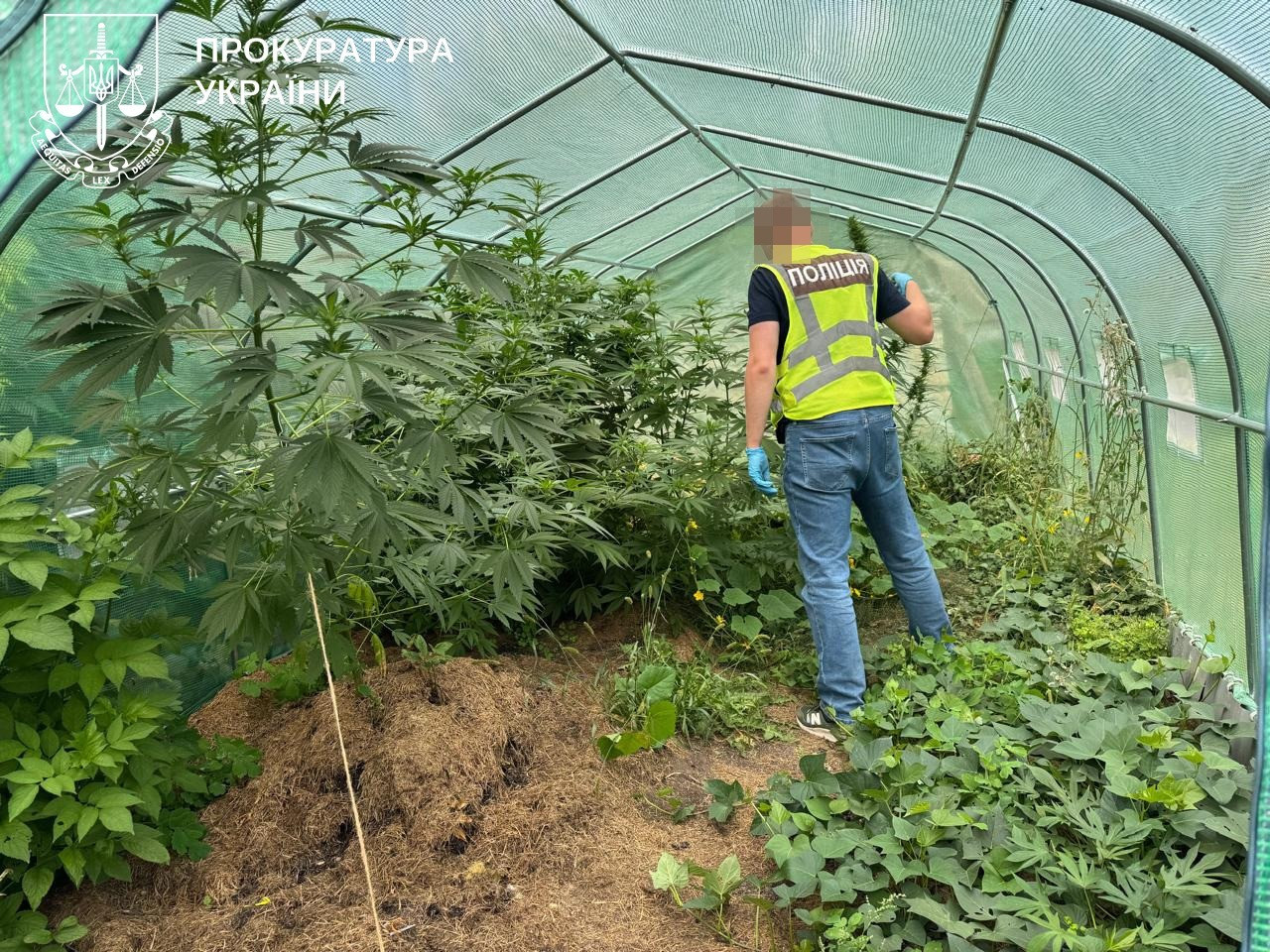 During the special operation in Ternopil region, 11 people suspected of illicit drug sale of 1 million UAH were exposed