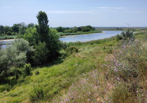 The prosecutor's office protected a unique natural complex with rare plant species in the Dnipropetrovsk region
