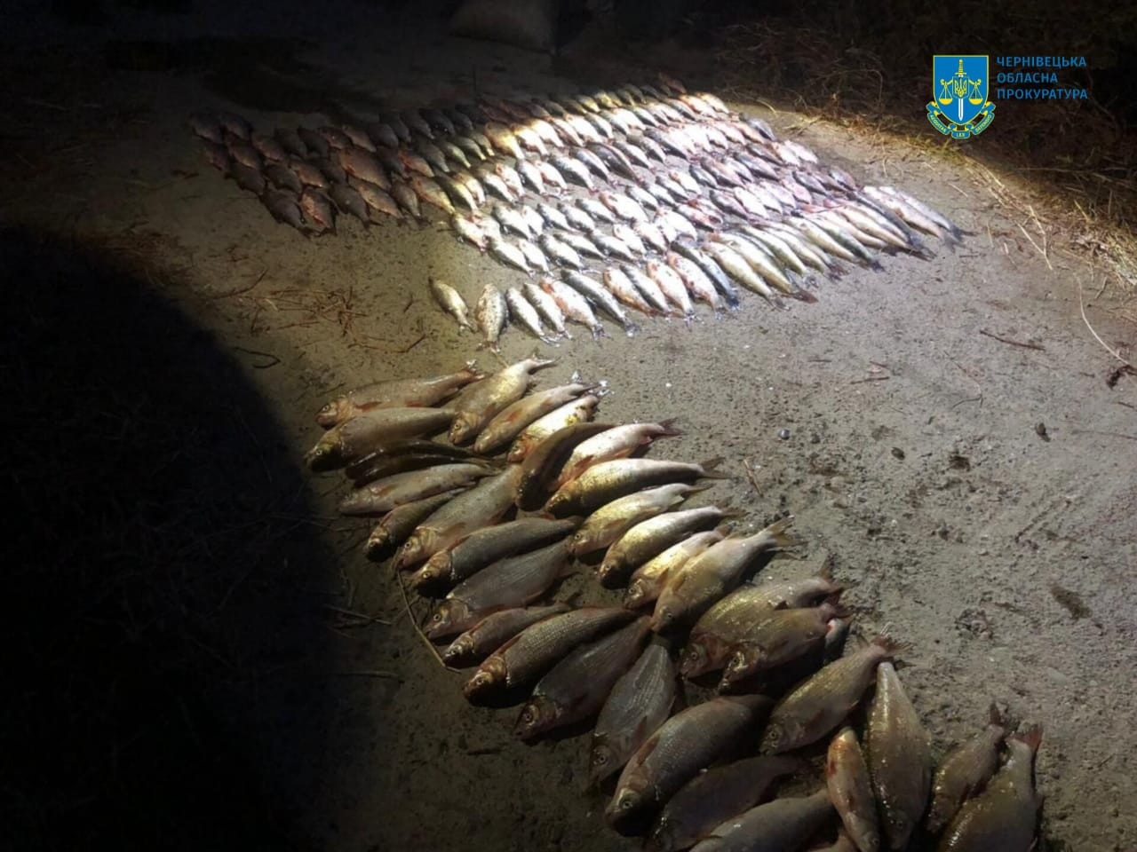 1.2 million UAH damage to the environment - two poachers will be judged in Bukovina