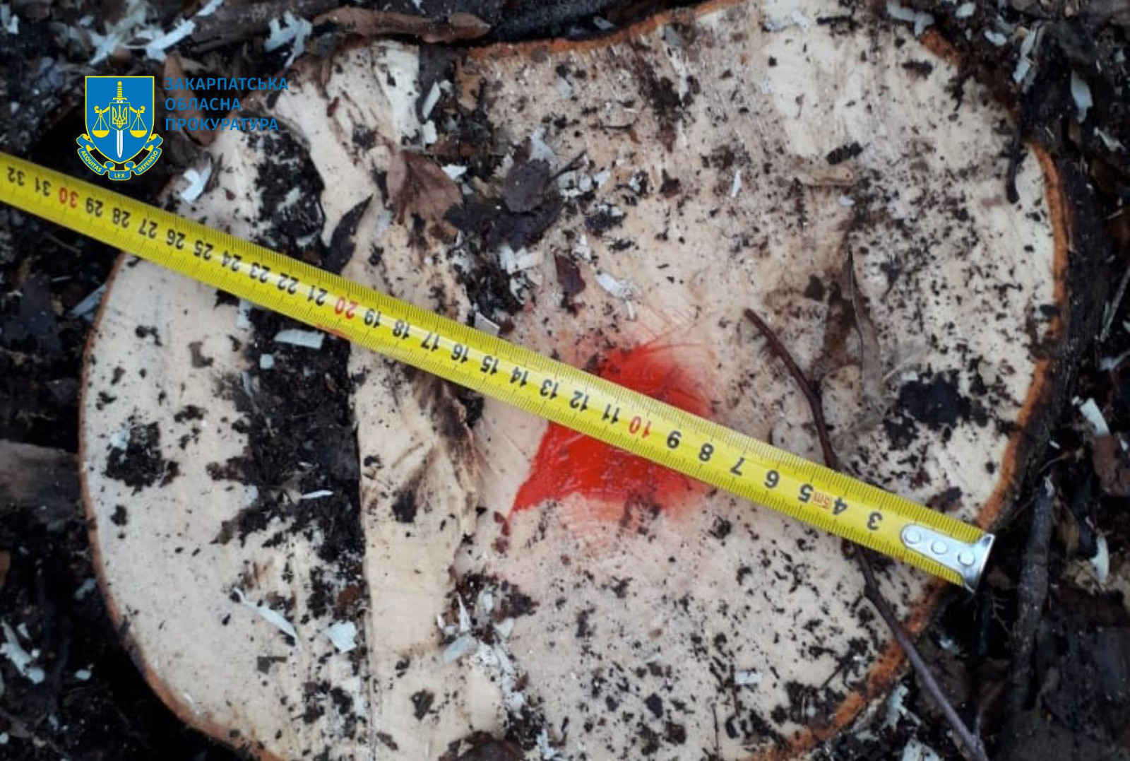 They will judge the head of the Svidovetsky forestry, who allowed the felling of trees in the protected territory - the prosecutor's office directed the indictment in court