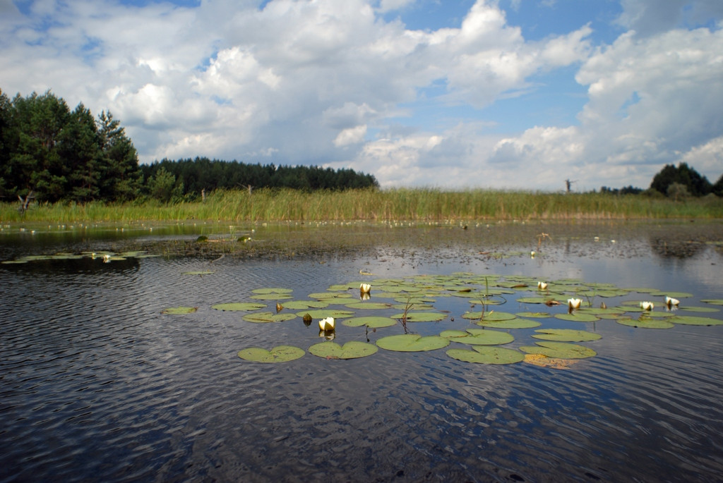 The prosecutor's office returns to the state protected and valuable lands. Khmelnytskyi