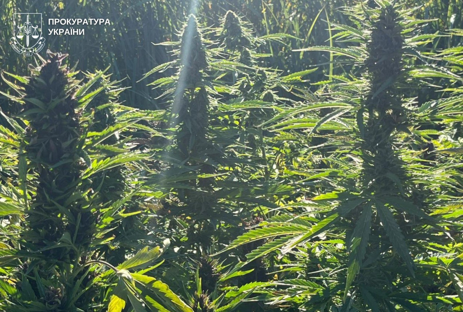 In the protected area in Vinnytsia region, underground drug production was exposed by 5 million UAH: a group of persons was notified of suspicion