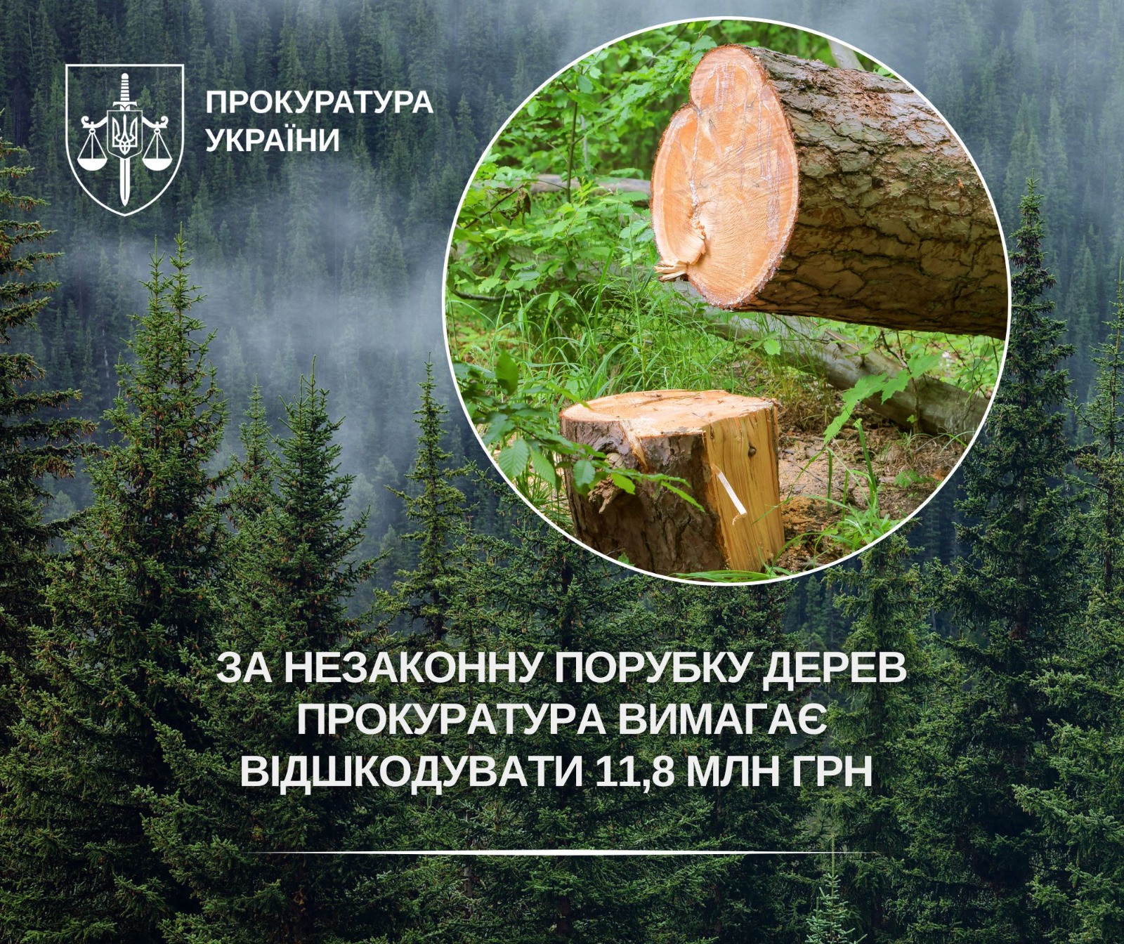За незаконну порубку дерев прокуратура вимагає відшкодувати 11,8 млн грн
