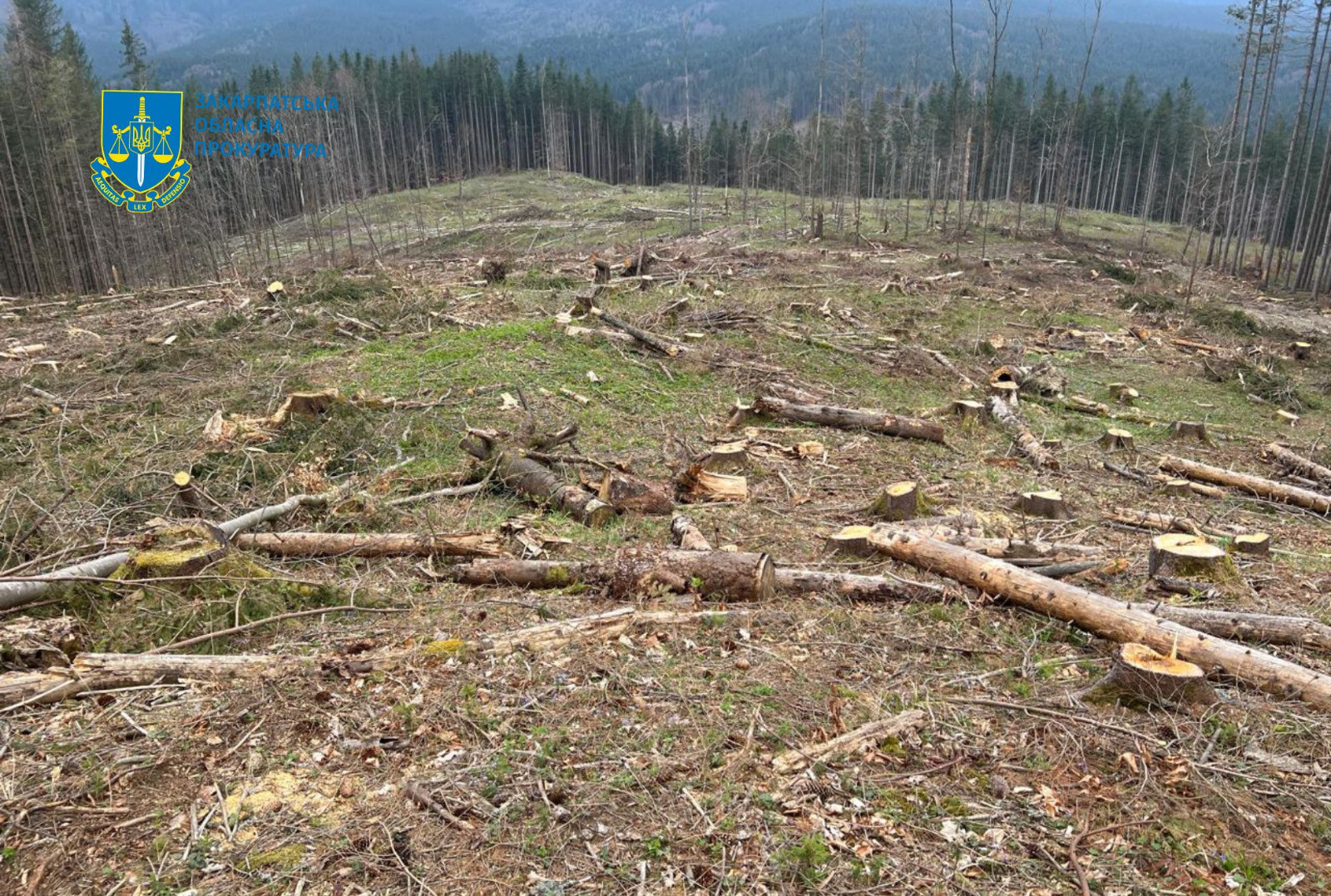 As a result of a large -scale scheme of deforestation in the Ukrainian Carpathians, the environment has caused losses of UAH 55.8 million. The official of the branch of the State Enterprise "Forests of Ukraine" was informed of suspicion