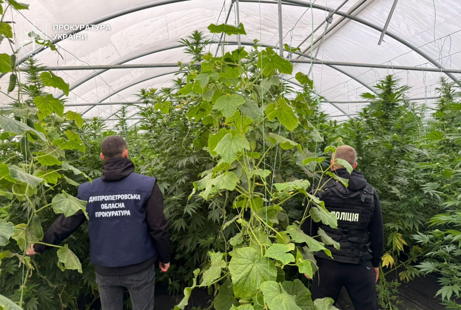 In Dnipropetrovsk, the suspicion of a group of persons engaged in illegal sowing and growing hemp was reported