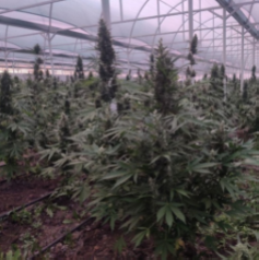 На Дніпропетровщині виявлено плантацію конопель вартістю понад 130 млн грн – розпочато розслідування (ФОТО)