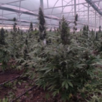 На Дніпропетровщині виявлено плантацію конопель вартістю понад 130 млн грн – розпочато розслідування (ФОТО)