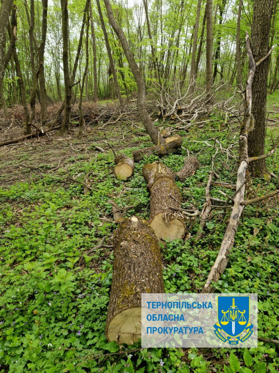 Незаконна вирубка лісу зі збитками майже 4 млн грн – судитимуть працівника лісгоспу на Тернопільщині