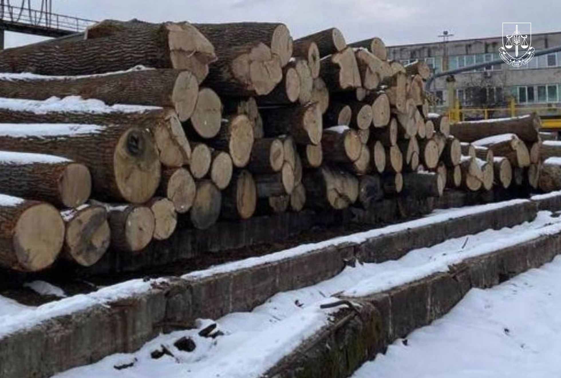 Судитимуть учасників злочинної групи, які здійснили незаконну вирубку 100-річних дубів у Чорнобильському заповіднику