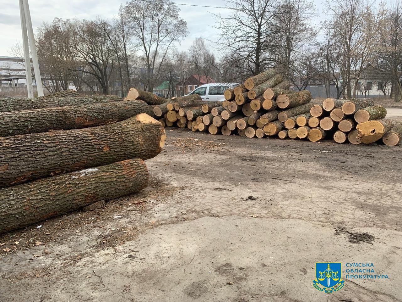 Оборудки з деревиною зі збитками на понад 11 млн грн – повідомлено про підозру екскерівнику «Сумиоблагроліс» та директорам 7 дочірніх підприємств
