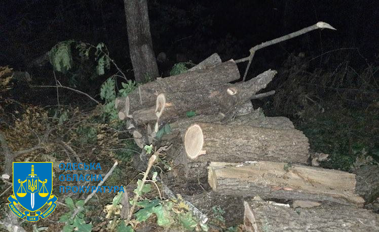 Незаконна порубка лісу на майже 10 млн грн – судитимуть депутата міськради на Одещині та сімох його спільників