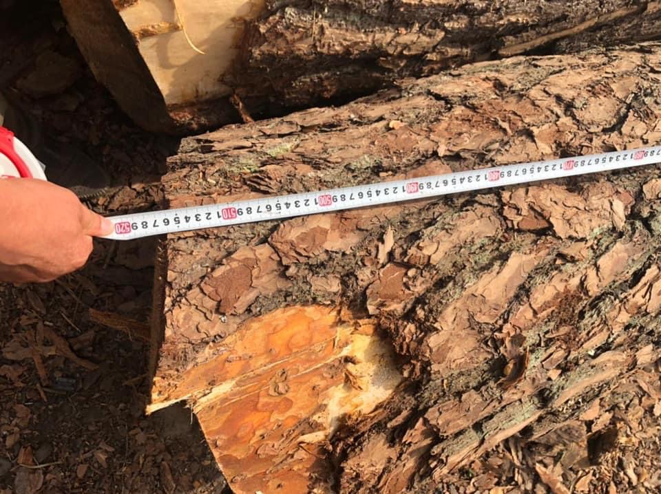 Зберігання незаконно зрубаної деревини на понад 2,6 млн грн – судитимуть майстра лісопереробного підприємства на Волині