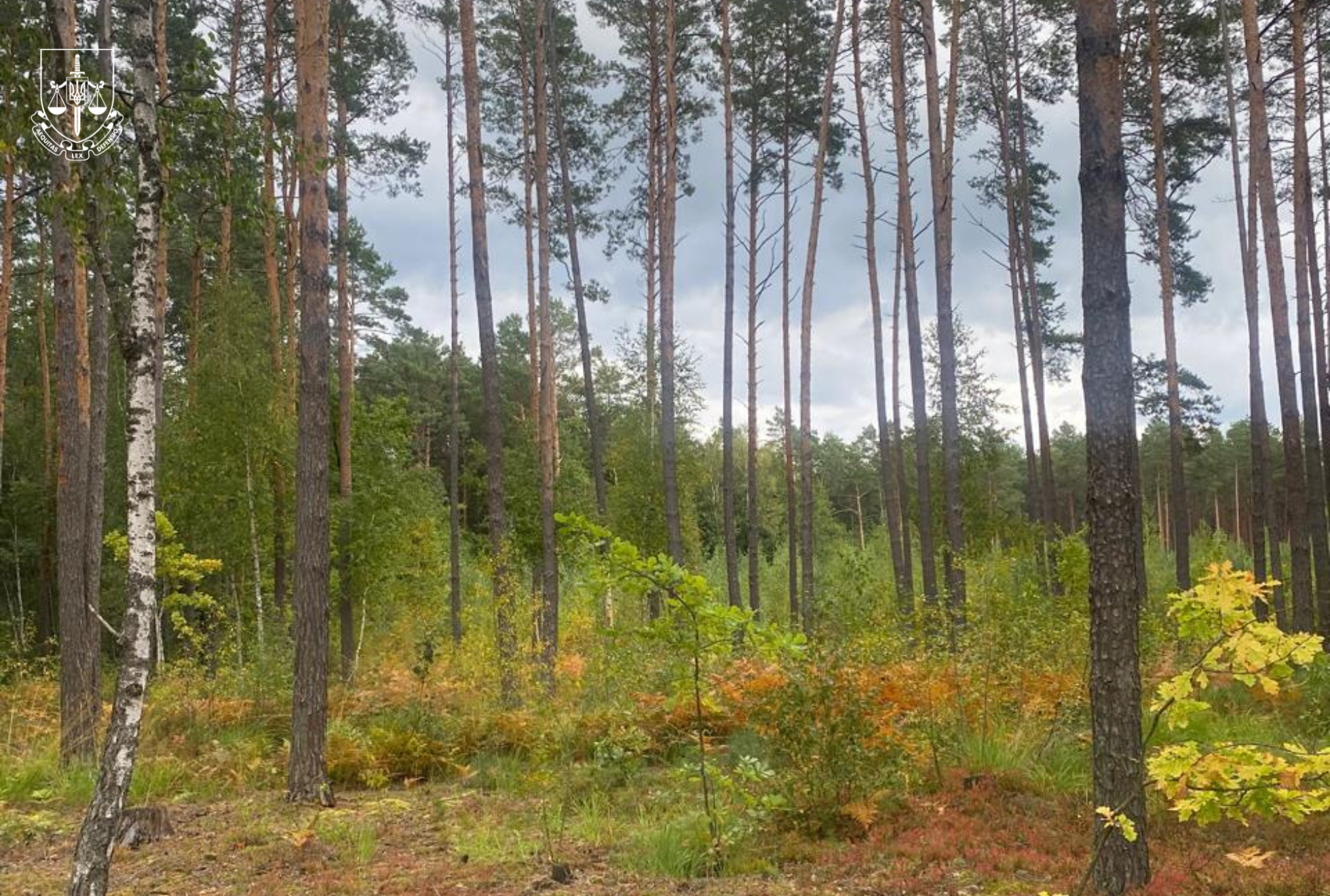На Рівненщині повідомлено про підозру експосадовцю обласного ЛМГ, який допустив незаконну порубку лісу в заповідній зоні