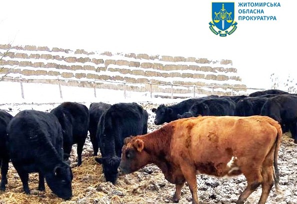 Заволодіння понад 15 млн грн під час фіктивного придбання племінних корів у межах держпрограми – на Житомирщині судитимуть організовану групу