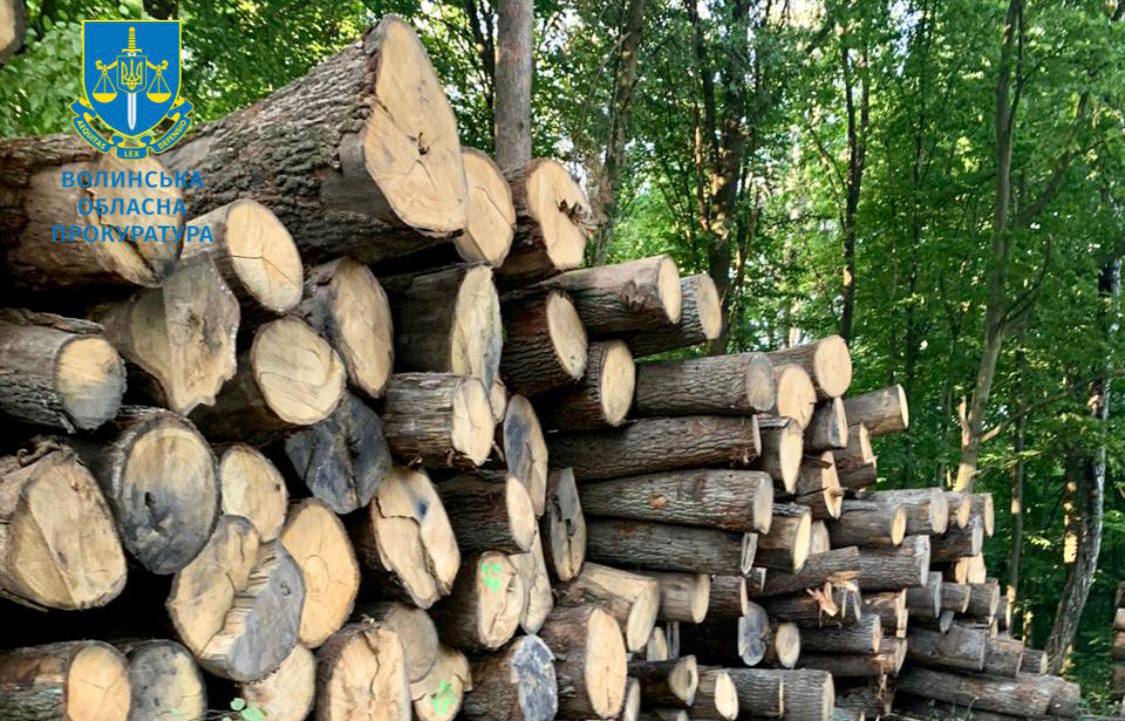 Директора Нацпарку «Цуманська пуща» судитимуть за незаконну порубку лісу зі збитками у 16,5 млн грн