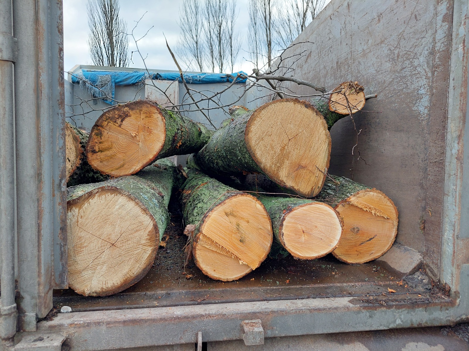 Незаконна порубка дерев на понад 2,4 млн грн – підозрюються двоє мешканців Київщини